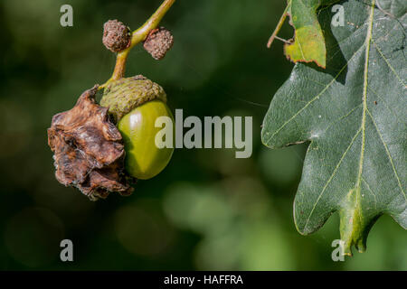 Knopper Gall auf Eichel verursacht durch Gall Wasp - Andricus Quercuscalicis, gefunden im Whisby Nature Park, in der Nähe von Lincoln, UK Stockfoto