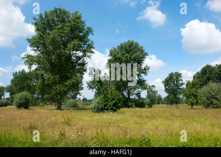 Deutschland, Nordrhein-Westfalen, Bei Düsseldorf. Sterben Sie Urdenbacher Kämpe ist Ein Biotope Zwischen Düsseldorf-Urdenbach - Garath, Hellerhof - u Stockfoto