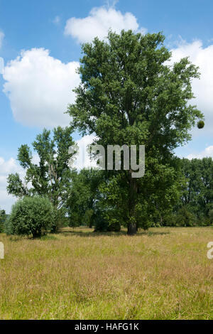 Deutschland, Nordrhein-Westfalen, Bei Düsseldorf. Sterben Sie Urdenbacher Kämpe ist Ein Biotope Zwischen Düsseldorf-Urdenbach - Garath, Hellerhof - u Stockfoto