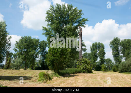 Deutschland, Nordrhein-Westfalen, Bei Düsseldorf. Sterben Sie Urdenbacher Kämpe ist Ein Biotope Zwischen Düsseldorf-Urdenbach - Garath, Hellerhof - u Stockfoto