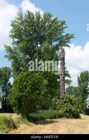 Deutschland, Nordrhein-Westfalen, Bei Düsseldorf. Sterben Sie Urdenbacher Kämpe ist Ein Biotope Zwischen Düsseldorf-Urdenbach - Garath, Hellerhof - u Stockfoto
