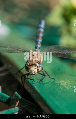 Männliche Migranten Hawker Dragonfly - Aeshna Mixta an Whisby Nature Park, in der Nähe von Lincoln, Lincolnshire, UK Stockfoto