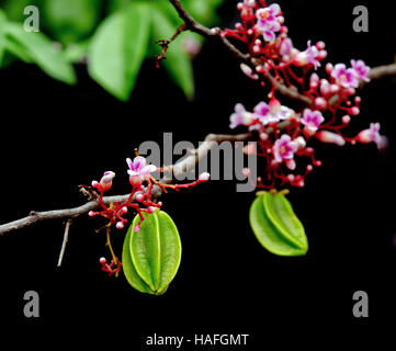 Sternapfel hängende Früchte und Blumen (auch bekannt als Carambola, Sternfrüchte, Gattung Apfel Karambolen, Arkin in Florida, Dah Pon, Ma Fueng, Maha, Demak, G Stockfoto