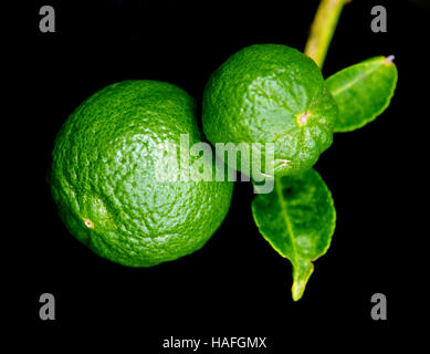 Bergamotte-orange (andere Namen sind Kaffir Limette, Citrus Bergamia, Magnoliophyta Kalk, Rutaceae Bergamotte, Bergamotto) hängenden Früchte mit Blatt isoliert auf Stockfoto