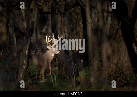 Eine große Whitetail Deer Buck steht im Rampenlicht der Sonne in den Wäldern eines frühen Morgens. Stockfoto