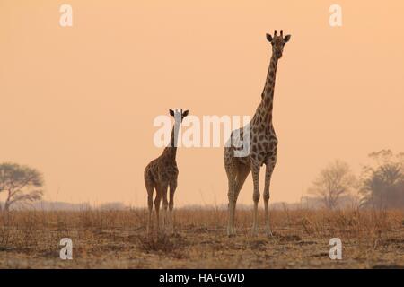 Giraffe - afrikanische Tierwelt-Hintergrund - Sunset Bliss Tierbabys und Mamas Tiere in freier Wildbahn Stockfoto