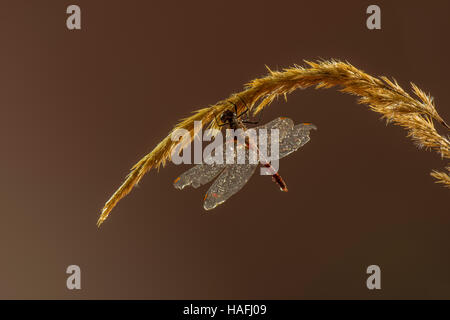 Männliche Ruddy Darter Dragonfly - Sympetrum Sanguineum, fotografiert in einer kontrollierten Studio-Umgebung. Stockfoto