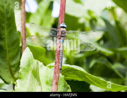 Eine männliche Azure Hawker (Aeshna Caerulea) Libelle Stockfoto