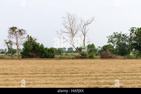 Trockenes Reisfeld nach der Erntezeit in der Landschaft-Farm. Stockfoto