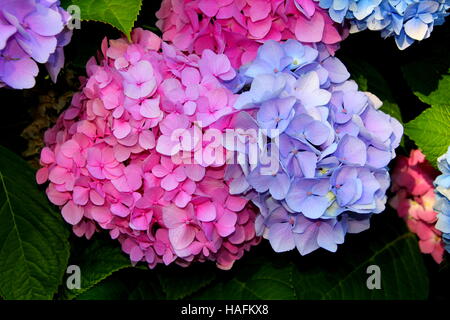 Bouquet von schönen rosa und lila Hortensie, Stockfoto