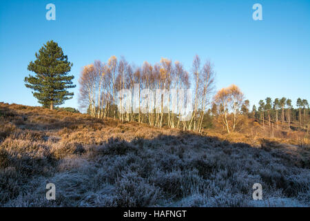 Blick über Crooksbury häufig in Surrey, UK, auf einem sonnigen, aber frostigen Wintermorgen Stockfoto