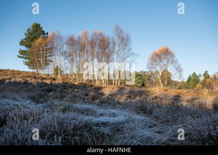 Blick über Crooksbury häufig in Surrey, UK, auf einem sonnigen, aber frostigen Wintermorgen Stockfoto