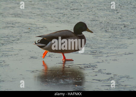 Stockente (Anas Platyrhynchos) zu Fuß auf zugefrorenen Teich in Hampshire, UK Stockfoto