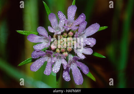 Kleinen Witwenblume (Scabiosa Kolumbarien) Stockfoto