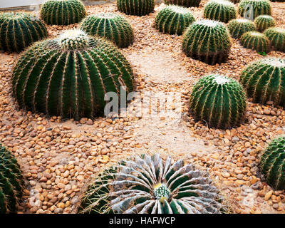 Goldener Ball Kaktus / Echinocactus Grusonii Stockfoto
