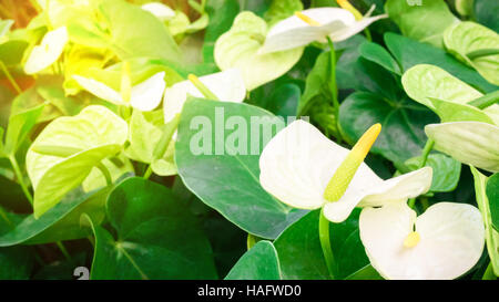 Viele Blumen der weißen Anthurium hautnah Stockfoto