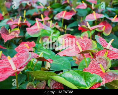 Viele Blumen der roten Anthurien hautnah Stockfoto