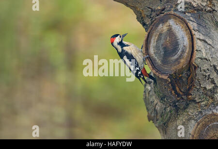 Große Männchen Specht (Dendrocopos großen) am Baum Brunch gesichtet Stockfoto