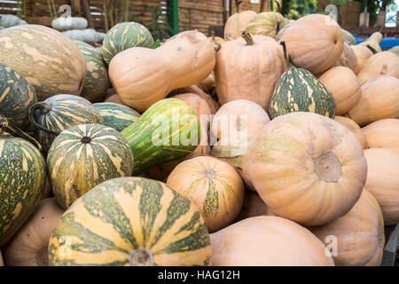 Kürbisse, Cucurbita Argyrosperma, Moschata, Butternut, Maxima, Cushaw Stockfoto