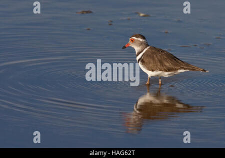 Ein drei-banded Regenpfeifer - Charadrius Tricollaris - auf einer überfluteten Salzpfanne im Etosha Nationalpark in Namibia. Stockfoto