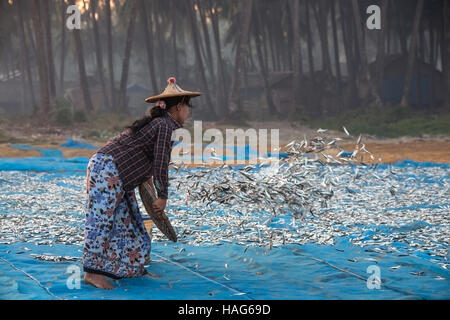 Burmesische Frau Fisch zum Trocknen in der Sonne am frühen Morgen in der Nähe des Fischerdorfes am Ngapali Strand in Myanmar (Burma) ausbreiten. Stockfoto