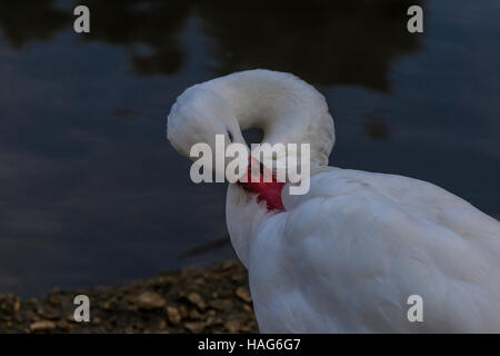 Coscoroba Schwan an Slimbridge Stockfoto