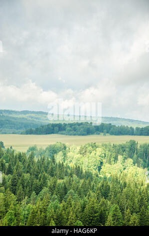 Dichter Nebel bedeckt mit dichten Nadelwald. Wald mit einer Vogelperspektive. Nadelbäume, Dickicht des grünen Waldes. Nebel bedeckt mit dicken con Stockfoto