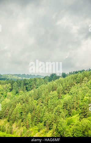 Dichter Nebel bedeckt mit dichten Nadelwald. Wald mit einer Vogelperspektive. Nadelbäume, Dickicht des grünen Waldes. Nebel bedeckt mit dicken con Stockfoto