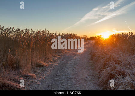 Hailsham, UK. 30. November 2016. UK-Wetter.  Die Sonne steigt über den Frost bedeckt Pevensey Ebenen nahe Hailsham, East Sussex, UK Credit: Ed Brown/Alamy Live News Stockfoto