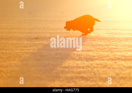 An einem kalten und frostigen Morgen arbeiten Cockerspaniel Stockfoto