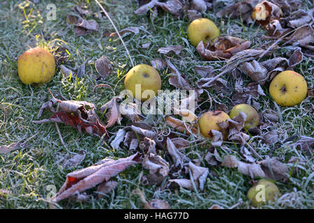 Windfall Äpfel an einem frostigen orning Stockfoto