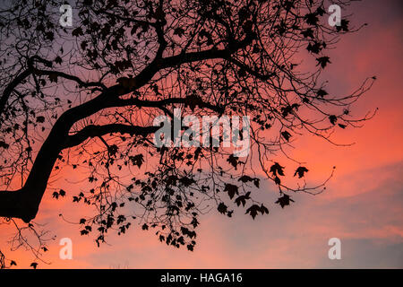 Wimbledon London, UK. 30. November 2016. Ein buntes Sonnenuntergang an einem kalten Abend in Wimbledon als Temperaturen Tropfen zum Einfrieren Credit: Amer Ghazzal/Alamy Live-Nachrichten Stockfoto