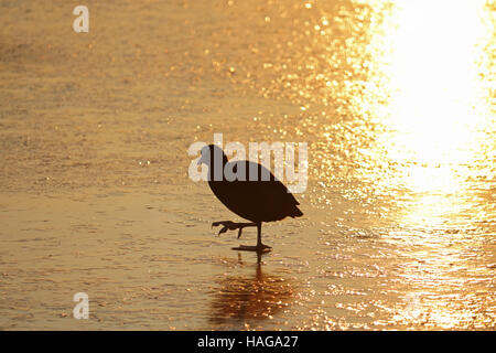 Bushy Park, SW-London, UK. 30. November 2016. Mit Übernachtung Tiefs von minus 6 Grad Celsius war es einem kalt-Start in den Tag. Ein Wasserhuhn geht über das goldene Eis auf dem Teich Heron als die Sonne aufging in Bushy Park, London SW. Stockfoto