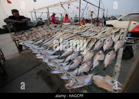 Qingdao, China Shandong Provinz. 30. November 2016. Ein Fischer lüftet Fisch Gangdong Hafen in Qingdao-Stadt in der ostchinesischen Provinz Shandong, 30. November 2016. © Huang Jiexian/Xinhua/Alamy Live-Nachrichten Stockfoto