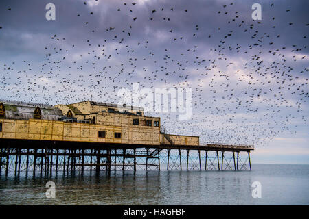 Aberystwyth Wales UK, Donnerstag, 1. Dezember 2016 UK Wetter: an der ersten Ampel an einem kalten Morgen am ersten Tag des meteorologischen Winters, Zehntausende Stare fliegen aus ihrer Übernachtung Schlafplatz auf den gusseisernen Beinen Aberystwyth Pier. Jeden Tag sie ihre Fütterung zerstreuen Gründen vor einer Rückkehr in der Abenddämmerung, dramatische Luftbilder Anzeigen über das Meer Stadt Foto Credit durchzuführen: Keith Morris / Alamy Live News Stockfoto