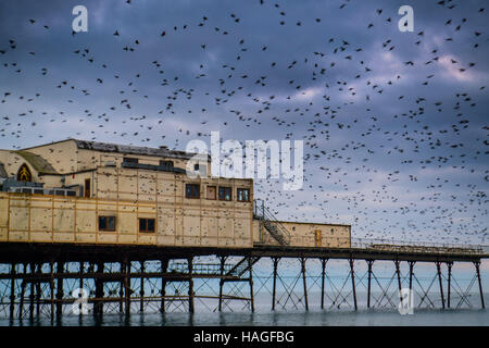 Aberystwyth Wales UK, Donnerstag, 1. Dezember 2016 UK Wetter: an der ersten Ampel an einem kalten Morgen am ersten Tag des meteorologischen Winters, Zehntausende Stare fliegen aus ihrer Übernachtung Schlafplatz auf den gusseisernen Beinen Aberystwyth Pier. Jeden Tag sie ihre Fütterung zerstreuen Gründen vor einer Rückkehr in der Abenddämmerung, dramatische Luftbilder Anzeigen über das Meer Stadt Foto Credit durchzuführen: Keith Morris / Alamy Live News Stockfoto