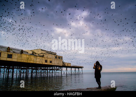 Aberystwyth Wales UK, Donnerstag, 1. Dezember 2016 UK Wetter: an der ersten Ampel an einem kalten Morgen am ersten Tag des meteorologischen Winters, eine junge Frau beobachtet und fotografiert, als Zehntausende Stare aus ihrer Übernachtung Schlafplatz auf den gusseisernen Beinen Aberystwyth Pier fliegen. Jeden Tag sie ihre Fütterung zerstreuen Gründen vor einer Rückkehr in der Abenddämmerung, dramatische Luftbilder Anzeigen über das Meer Stadt Foto Credit durchzuführen: Keith Morris / Alamy Live News Stockfoto