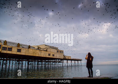 Aberystwyth Wales UK, Donnerstag, 1. Dezember 2016 UK Wetter: an der ersten Ampel an einem kalten Morgen am ersten Tag des meteorologischen Winters, eine junge Frau beobachtet und fotografiert, als Zehntausende Stare aus ihrer Übernachtung Schlafplatz auf den gusseisernen Beinen Aberystwyth Pier fliegen. Jeden Tag sie ihre Fütterung zerstreuen Gründen vor einer Rückkehr in der Abenddämmerung, dramatische Luftbilder Anzeigen über das Meer Stadt Foto Credit durchzuführen: Keith Morris / Alamy Live News Stockfoto