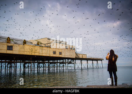 Aberystwyth Wales UK, Donnerstag, 1. Dezember 2016 UK Wetter: an der ersten Ampel an einem kalten Morgen am ersten Tag des meteorologischen Winters, eine junge Frau beobachtet und fotografiert, als Zehntausende Stare aus ihrer Übernachtung Schlafplatz auf den gusseisernen Beinen Aberystwyth Pier fliegen. Jeden Tag sie ihre Fütterung zerstreuen Gründen vor einer Rückkehr in der Abenddämmerung, dramatische Luftbilder Anzeigen über das Meer Stadt Foto Credit durchzuführen: Keith Morris / Alamy Live News Stockfoto