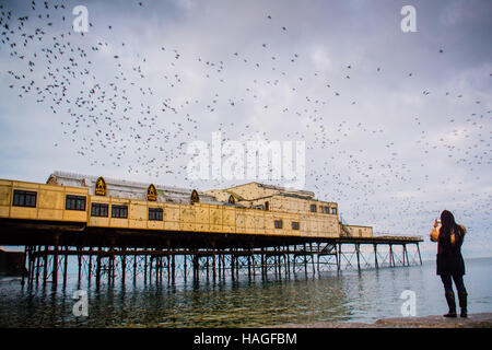 Aberystwyth Wales UK, Donnerstag, 1. Dezember 2016 UK Wetter: an der ersten Ampel an einem kalten Morgen am ersten Tag des meteorologischen Winters, eine junge Frau beobachtet und fotografiert, als Zehntausende Stare aus ihrer Übernachtung Schlafplatz auf den gusseisernen Beinen Aberystwyth Pier fliegen. Jeden Tag sie ihre Fütterung zerstreuen Gründen vor einer Rückkehr in der Abenddämmerung, dramatische Luftbilder Anzeigen über das Meer Stadt Foto Credit durchzuführen: Keith Morris / Alamy Live News Stockfoto