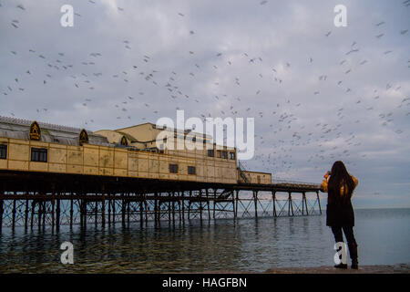 Aberystwyth Wales UK, Donnerstag, 1. Dezember 2016 UK Wetter: an der ersten Ampel an einem kalten Morgen am ersten Tag des meteorologischen Winters, eine junge Frau beobachtet und fotografiert, als Zehntausende Stare aus ihrer Übernachtung Schlafplatz auf den gusseisernen Beinen Aberystwyth Pier fliegen. Jeden Tag sie ihre Fütterung zerstreuen Gründen vor einer Rückkehr in der Abenddämmerung, dramatische Luftbilder Anzeigen über das Meer Stadt Foto Credit durchzuführen: Keith Morris / Alamy Live News Stockfoto