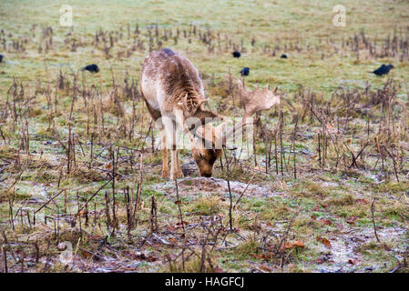 Brentwood, Essex, 1. Dezember 2016, nebligen Morgen in Weald Park mit Rehen Credit: Ian Davidson/Alamy leben Nachrichten Stockfoto