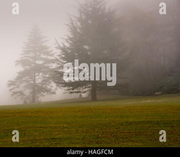 Brentwood, Essex, 1. Dezember 2016, Misty Morning in Weald Park Credit: Ian Davidson/Alamy Live News Stockfoto