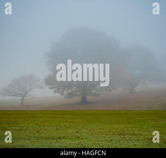 Brentwood, Essex, 1. Dezember 2016, Misty Morning in Weald Park Credit: Ian Davidson/Alamy Live News Stockfoto