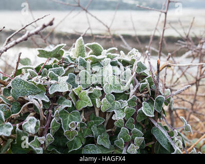 Newquay, Cornwall, UK. 1. Dezember 2016. Großbritannien Wetter. Ein Frostiger Morgen am 1. Dezember in Newquay. Frost auf der kornischen Efeu. Bildnachweis: Nicholas Burningham/Alamy Live-Nachrichten Stockfoto