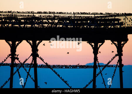 Aberystwyth Wales UK, Donnerstag, 1. Dezember 2016 UK Wetter: bei Sonnenuntergang am Ende des ersten Tages des meteorologischen Winters (1. Dezember), Schwärme von Staren von ihrer Nahrungsgründe um auf Aberystwyth Pier an der Küste von West Wales bei Dämmerung Allnächtlich im Herbst und Winter, Barsch Zehntausende Vögel sammeln Roost zusammen sicher über Nacht auf das Gitterwerk aus Gusseisen Beine unter der viktorianischen Seestadt Pier tagsüber fliegen. Bildnachweis: Keith Morris/Alamy Live-Nachrichten Stockfoto