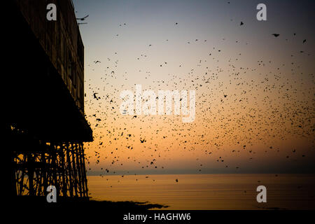 Aberystwyth Wales UK, Donnerstag, 1. Dezember 2016 UK Wetter: bei Sonnenuntergang am Ende des ersten Tages des meteorologischen Winters (1. Dezember), Schwärme von Staren von ihrer Nahrungsgründe um auf Aberystwyth Pier an der Küste von West Wales bei Dämmerung Allnächtlich im Herbst und Winter, Barsch Zehntausende Vögel sammeln Roost zusammen sicher über Nacht auf das Gitterwerk aus Gusseisen Beine unter der viktorianischen Seestadt Pier tagsüber fliegen. Bildnachweis: Keith Morris/Alamy Live-Nachrichten Stockfoto