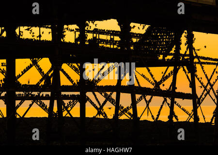 Aberystwyth Wales UK, Donnerstag, 1. Dezember 2016 UK Wetter: bei Sonnenuntergang am Ende des ersten Tages des meteorologischen Winters (1. Dezember), Schwärme von Staren von ihrer Nahrungsgründe um auf Aberystwyth Pier an der Küste von West Wales bei Dämmerung Allnächtlich im Herbst und Winter, Barsch Zehntausende Vögel sammeln Roost zusammen sicher über Nacht auf das Gitterwerk aus Gusseisen Beine unter der viktorianischen Seestadt Pier tagsüber fliegen. Bildnachweis: Keith Morris/Alamy Live-Nachrichten Stockfoto