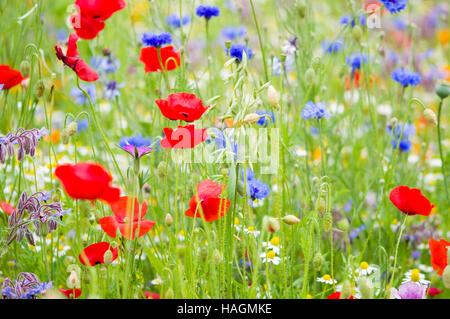 Full-Frame von Wildblumen und Gräser Stockfoto