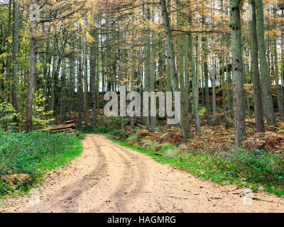 Durch Lärchen führen Wath Holz im Herbst in der Nähe von Low Laithe Pateley Bridge North Yorkshire England verfolgen Stockfoto